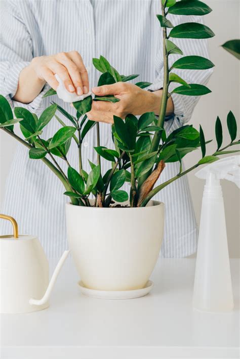 門口種樹風水|風水植物｜不只富貴竹！7款招財/招桃花植物推介+不 